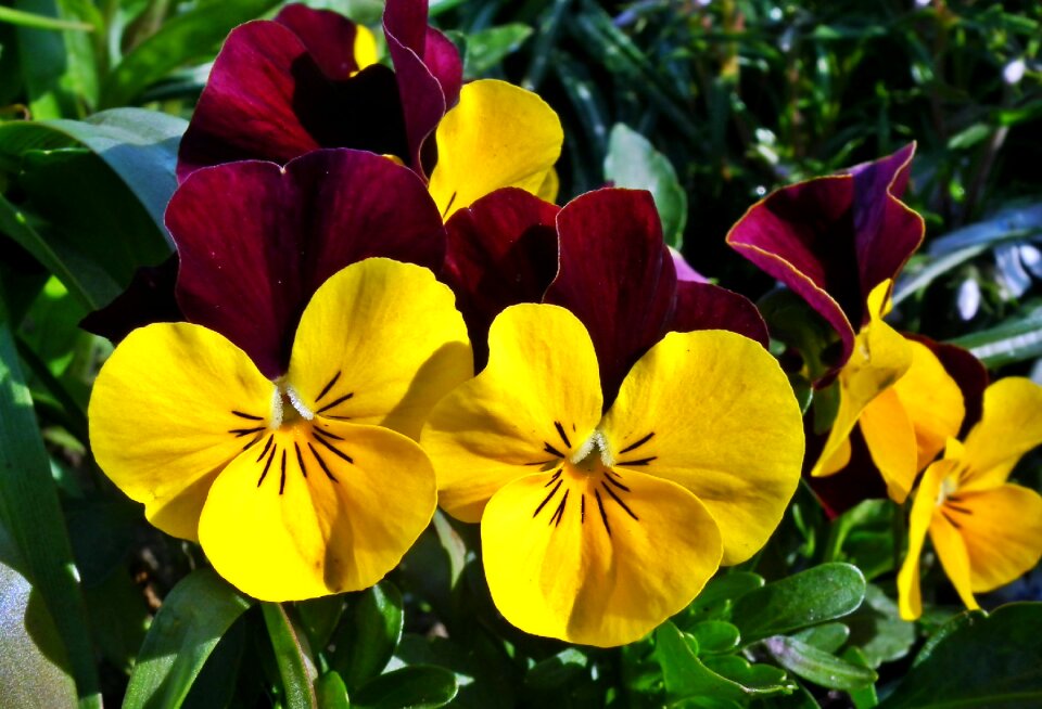 Spring garden plant