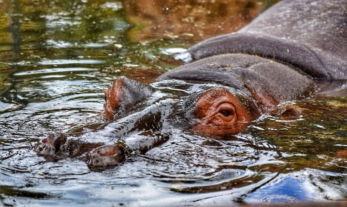 Water aquatic animal animal water