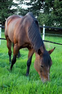 Evening light abendstimmung paddock photo