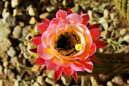 Flower arizona brown desert