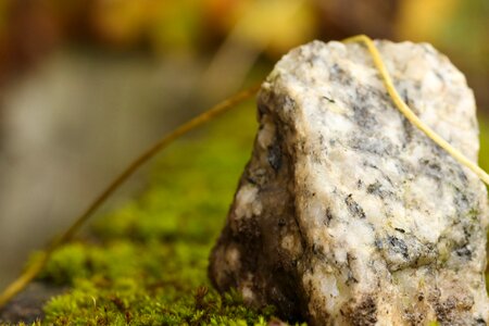 Rock moss nature