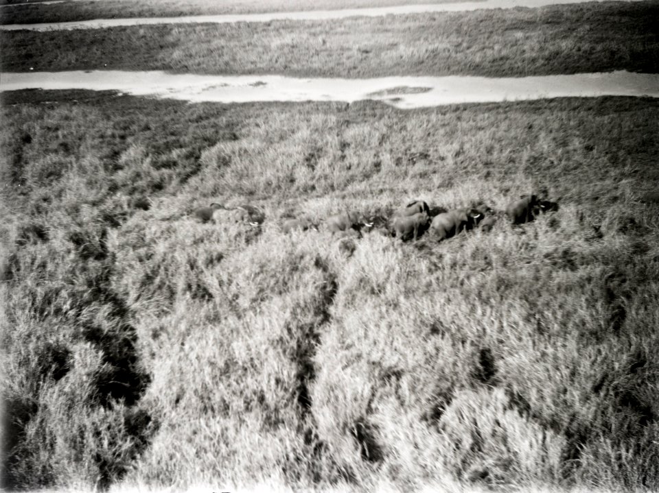 ETH-BIB-Fliehende Elefantenherde im Sudan-Kilimanjaroflug 1929-30-LBS MH02-07-0072