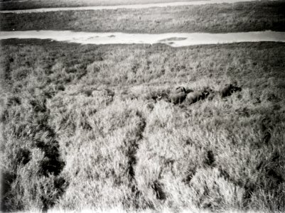 ETH-BIB-Fliehende Elefantenherde im Sudan-Kilimanjaroflug 1929-30-LBS MH02-07-0072