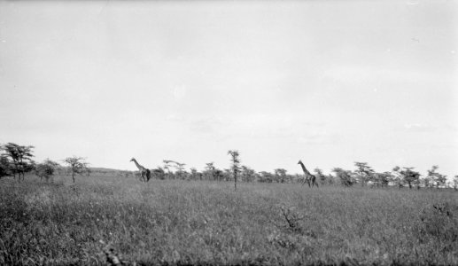 ETH-BIB-Fliehende Giraffen im Buschwald-Kilimanjaroflug 1929-30-LBS MH02-07-0068 photo
