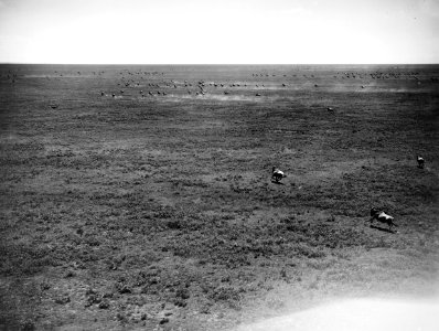 ETH-BIB-Fliehende Wildebeest (Gnus)-Kilimanjaroflug 1929-30-LBS MH02-07-0345 photo