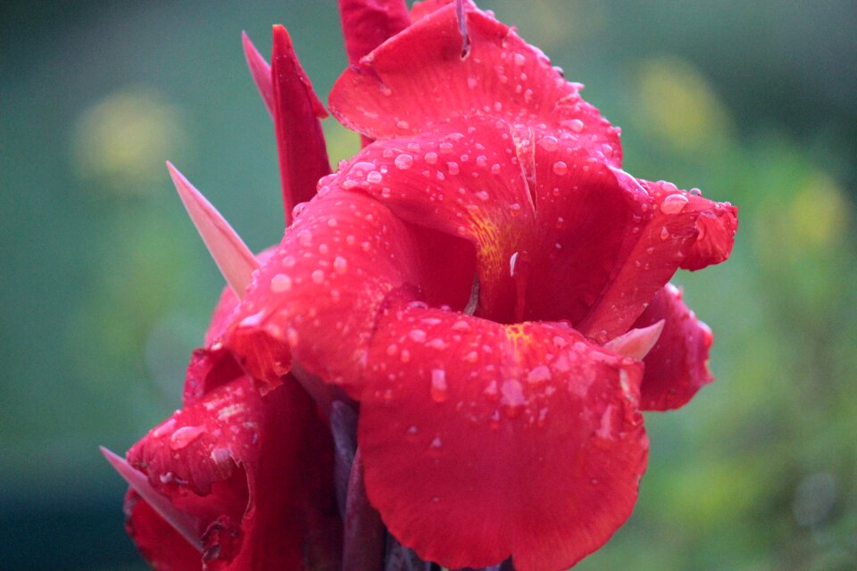 Red petals flower nature