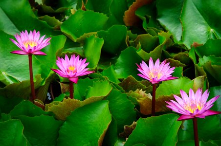 Flowers water plants nature