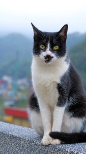 Cat pets cute