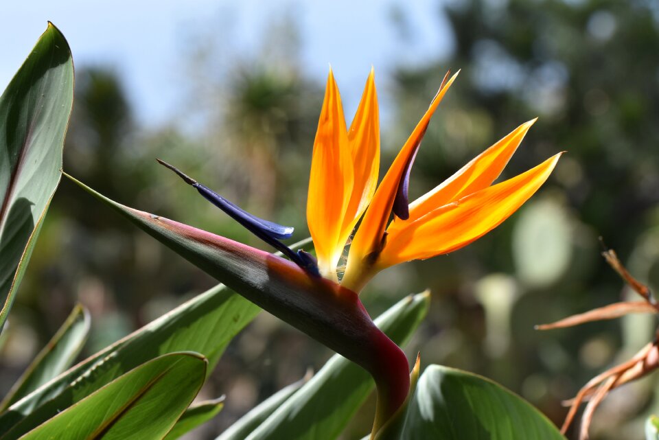 Madeira caudata exotic flower