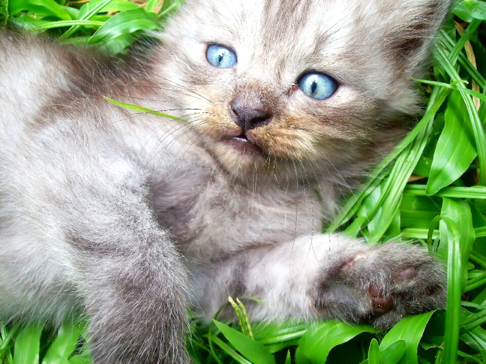 Eyes cat thailand animals