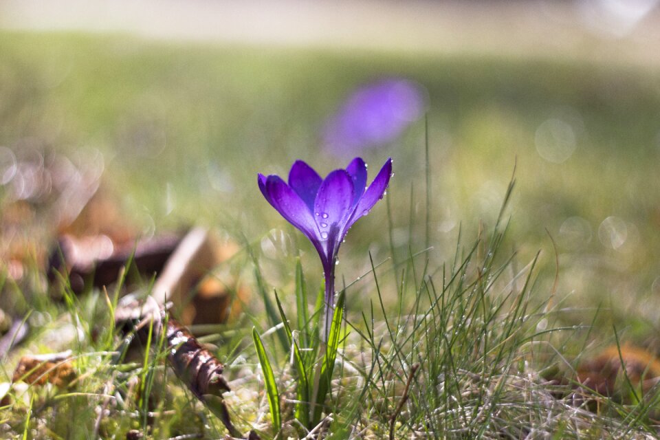 Flower plant spring