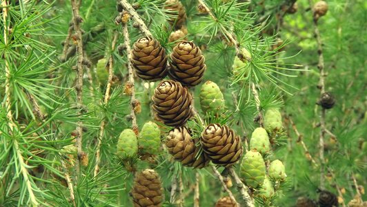 Pine branch cones