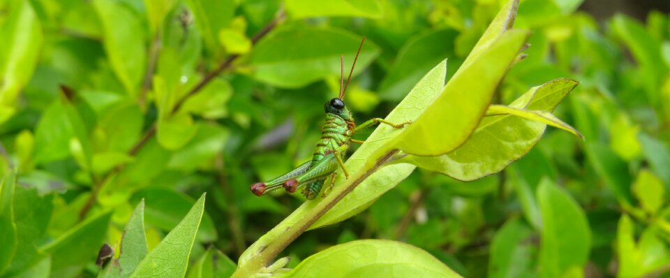 Cricket grasshopper quindio