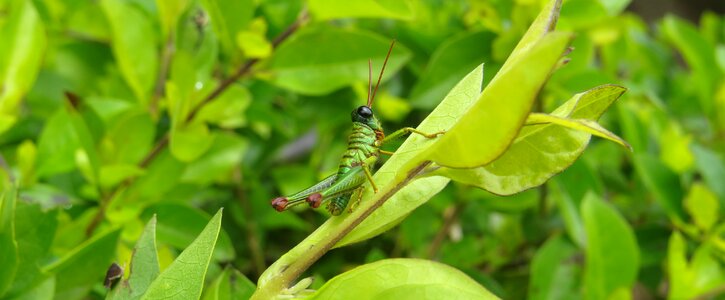 Cricket grasshopper quindio