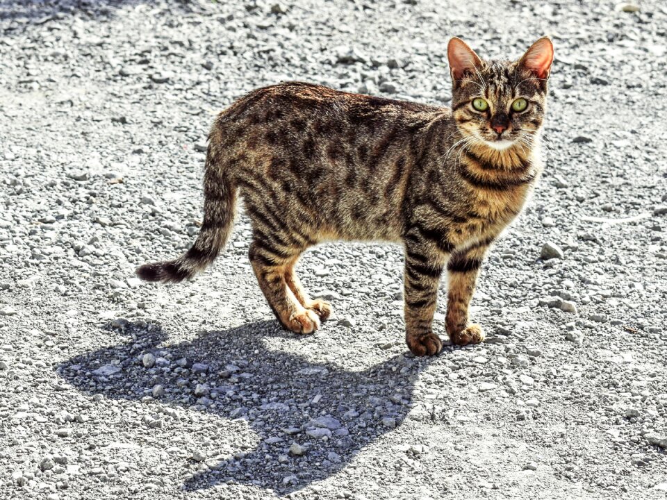 Animal looking curious