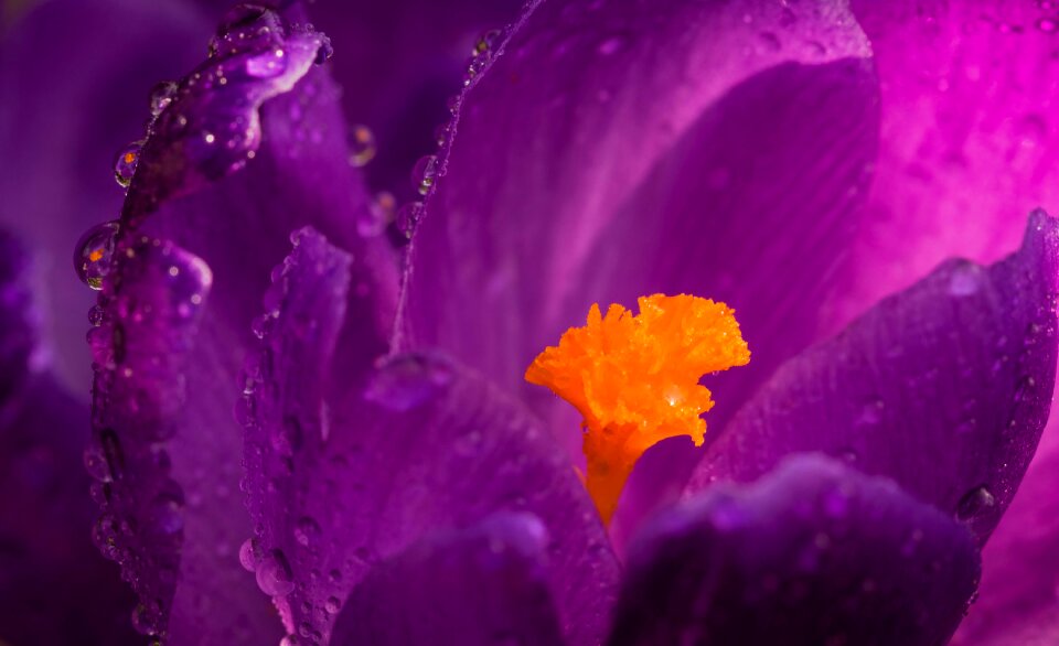 Flower rain drops macro