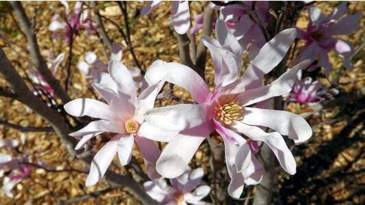 Leaf spring magnolia