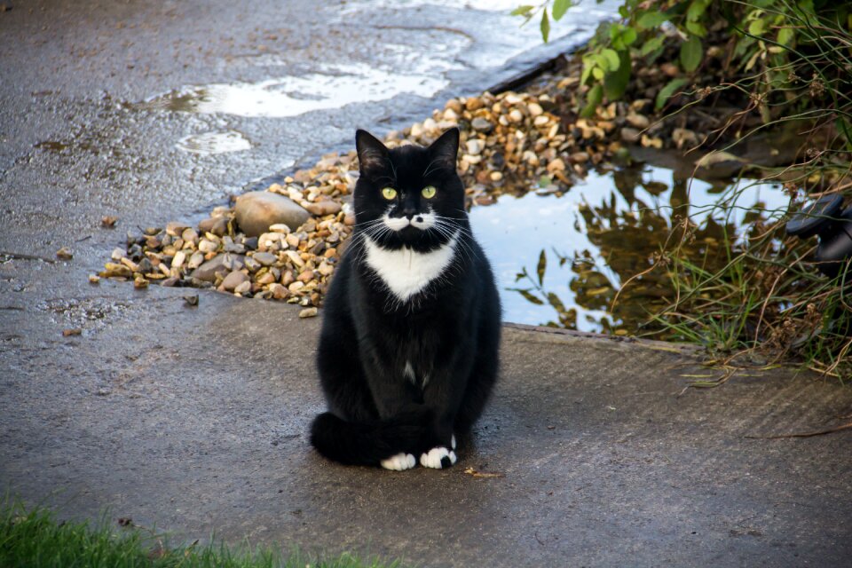 Pet fur eyes