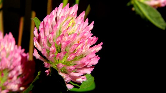 Meadow flower flowers photo