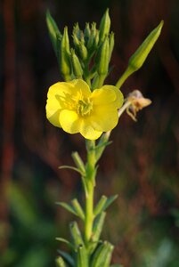 Yellow tall autumn