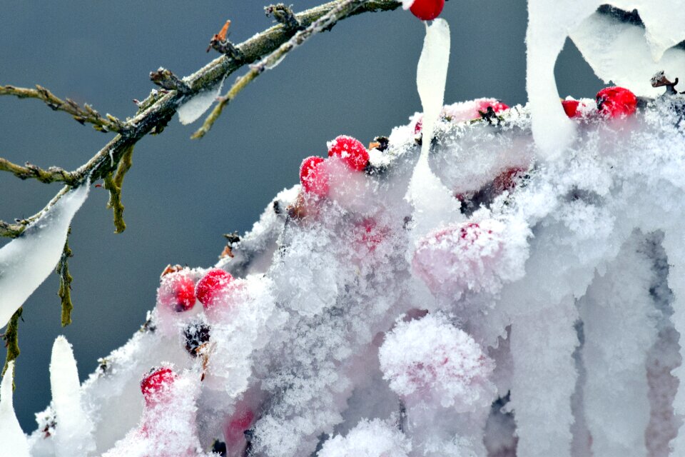 Season tree ice