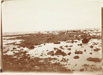 ETH-BIB-Friedlaender-Fiji, Biti, Abgestorbenes Riff bei Levuka-Hs 0625a-0003-047