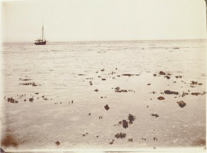 ETH-BIB-Friedlaender-Fiji, Viti, Saumriff bei mässiger Ebbe, lebend. Stylophora bei Namena-Hs 0625a-0003-046