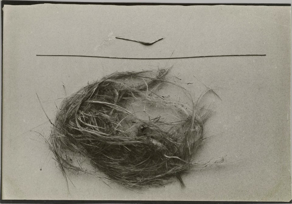 ETH-BIB-Friedlaender-Kilanea, Pelés Haar-Hs 0625a-0002-032