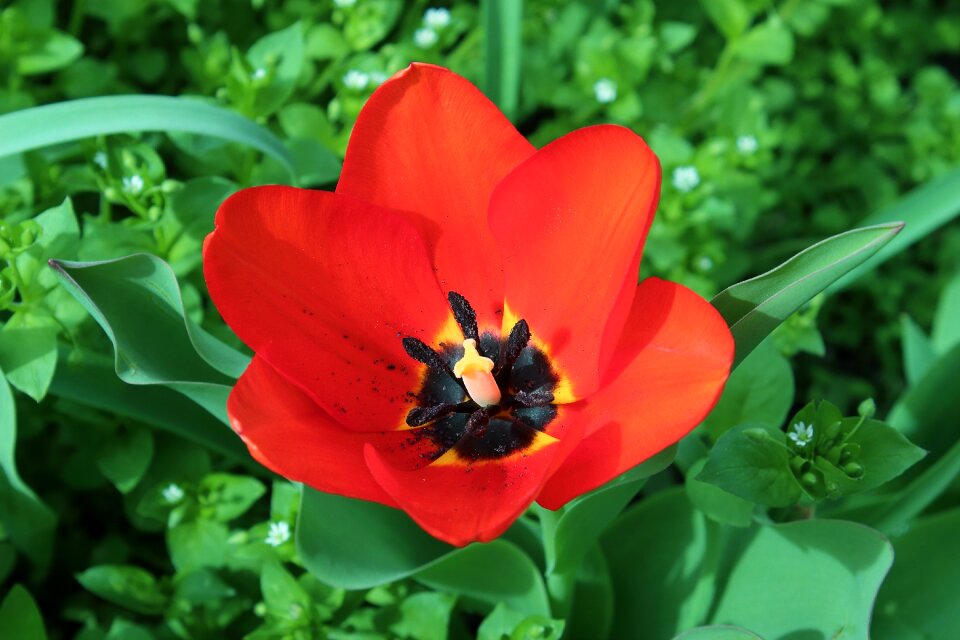 Tulip bud red tulips