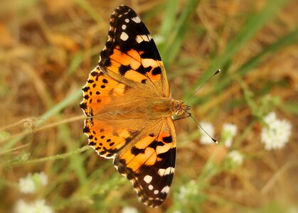Animals at the court of butterflies