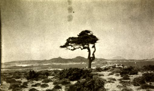 ETH-BIB-Friedlaender-Milos, Mandrakia, N. Küste, Blick nach W.-Hs 0625a-0004-038