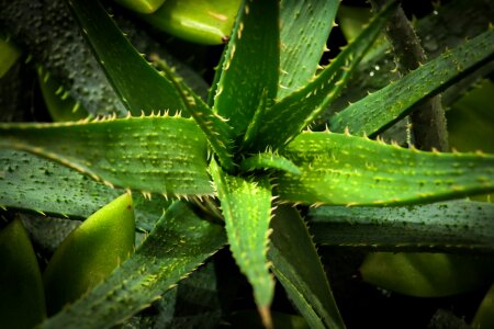 Food medicine green medicine