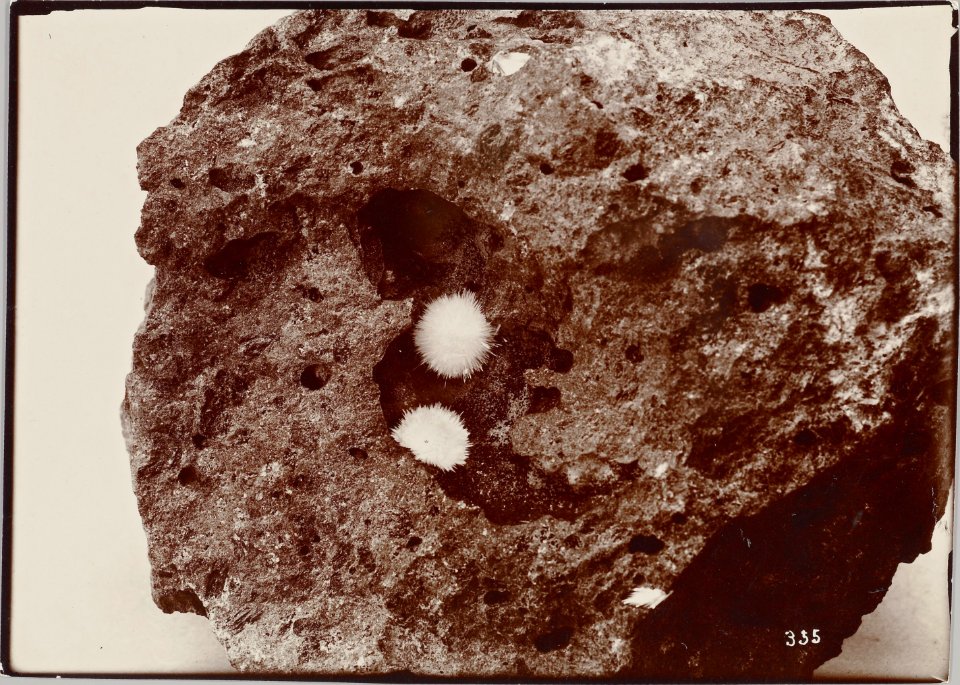 ETH-BIB-Friedlaender-Oahu-Hs 0625a-0002-036