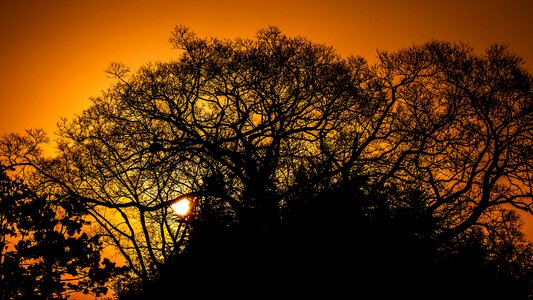 Landscape nature branch photo