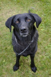 Cute dog eyes nature photo