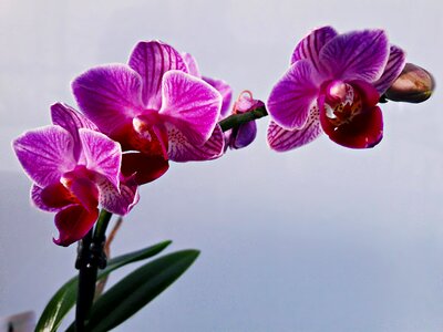 Flower room nature the petals