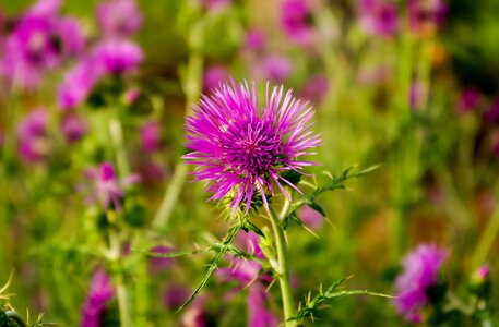 Flowers beetles thistles