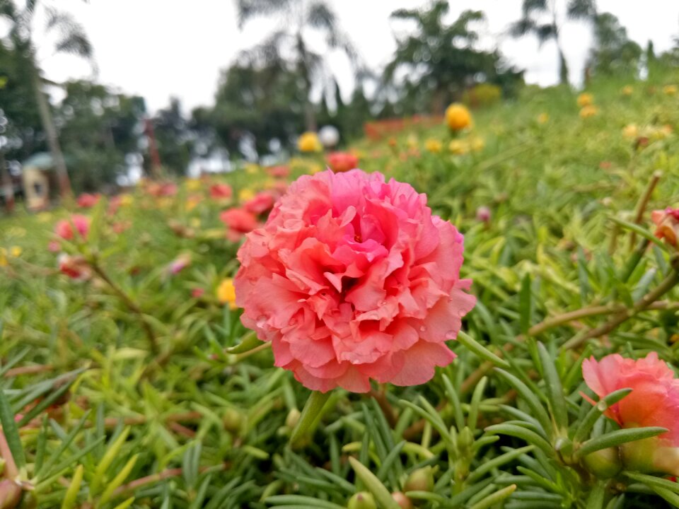 Pink flowers gardening romance