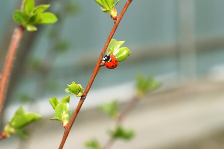 Ladybug plant leaves photo