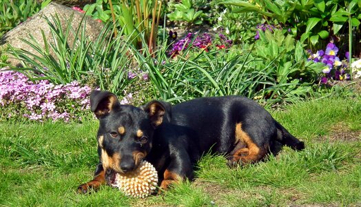 Charming the ball garden