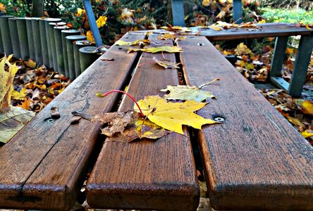 Autumn board brown