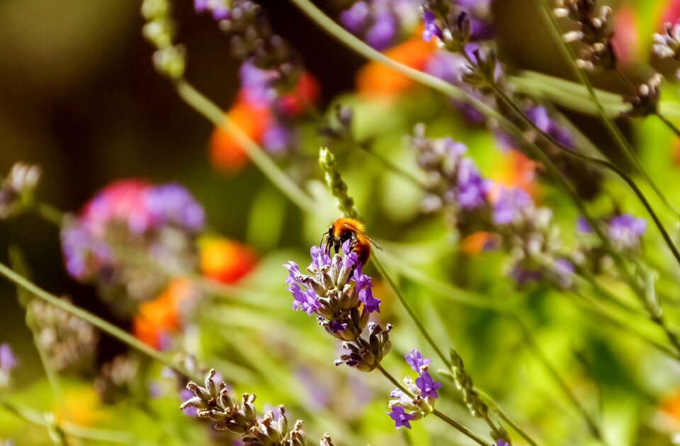 Insects flowers purple flowers