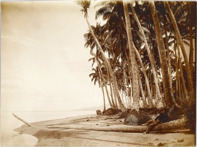 ETH-BIB-Friedlaender-Samoa, Upolu 1907-Hs 0625a-0003-145