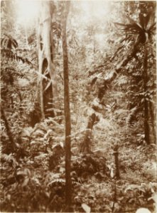 ETH-BIB-Friedlaender-Samoa, Upolu 1907-Hs 0625a-0003-140
