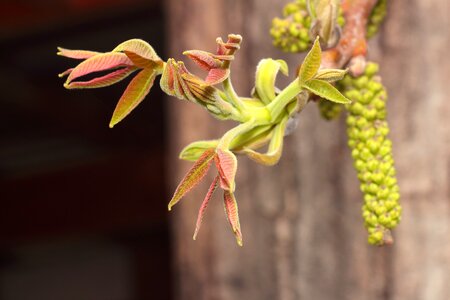 Spring the buds of trees leaves
