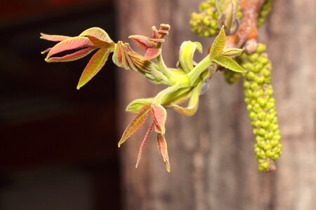 Spring the buds of trees leaves photo