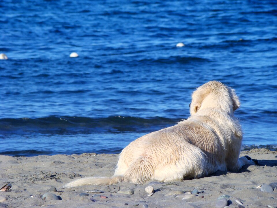Dog marine dogs