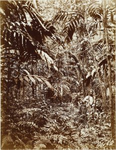 ETH-BIB-Friedlaender-Samoa, Upolu 1907-Hs 0625a-0003-138