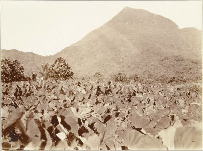 ETH-BIB-Friedlaender-Samoa, Upolu 1907-Hs 0625a-0003-144