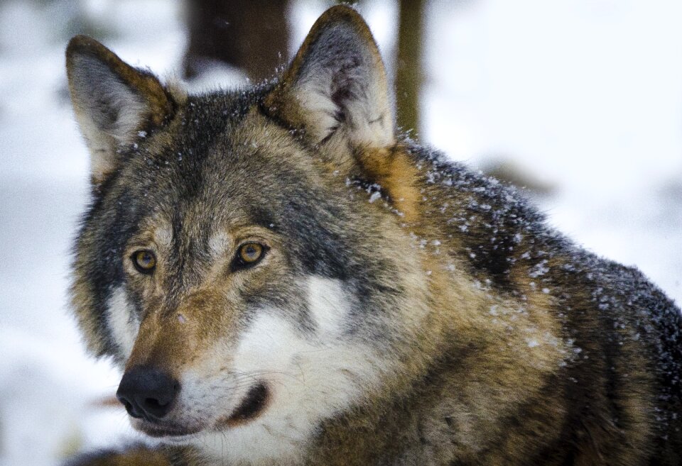 Predators animals wild